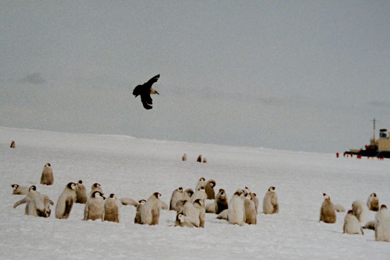 Soubor:Skua over penguins chicks.jpg