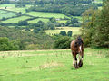 'Heavy Horse' and the Rheidol Valley - geograph.org.uk - 927114.jpg