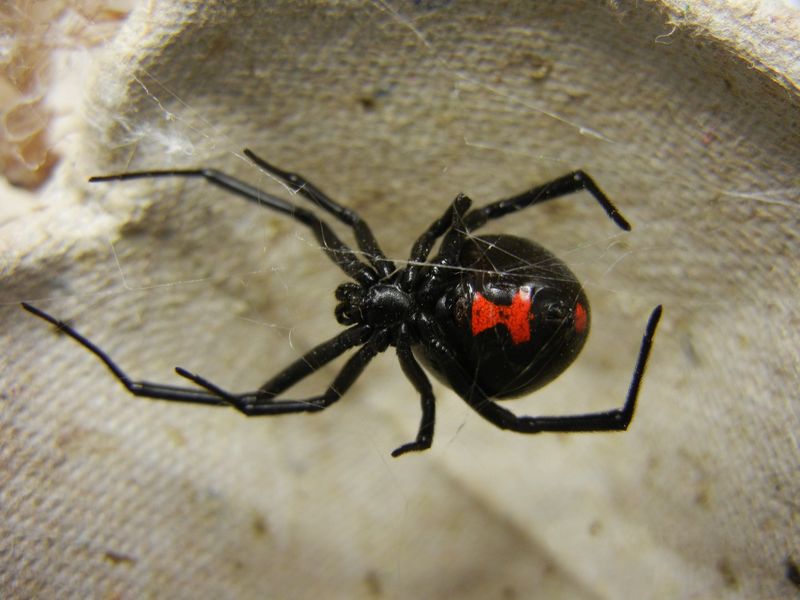 Soubor:Adult Female Black Widow.jpg