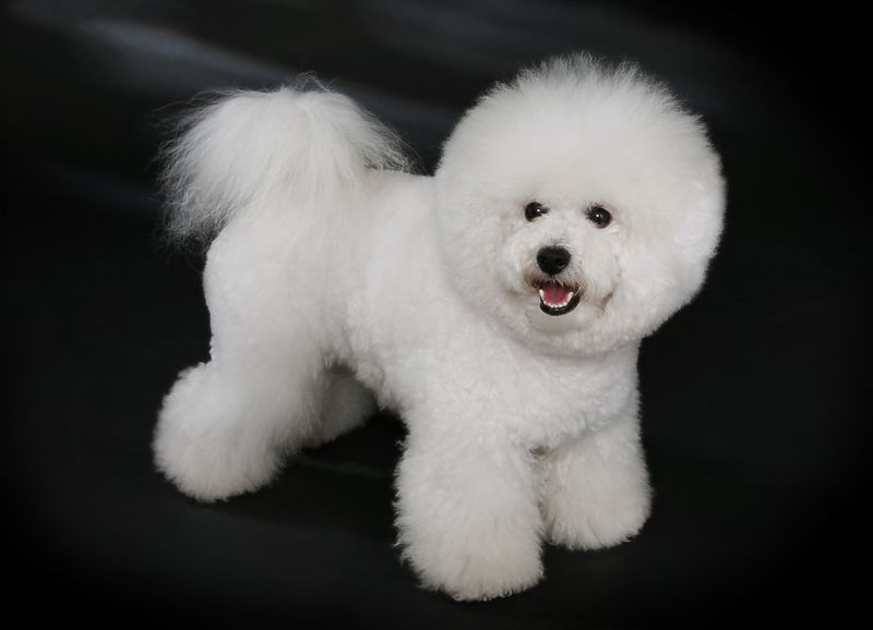 Soubor:Bichon Frisé - studdogbichon.jpg