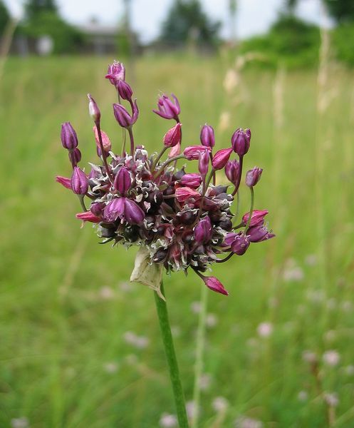 Soubor:Allium scorodoprasum.jpg