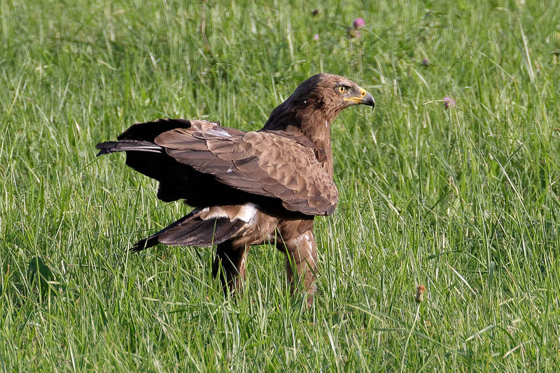 Soubor:Lesser spotted eagle, adult, North Slovakia, Aug 2017-1-Flickr.jpg