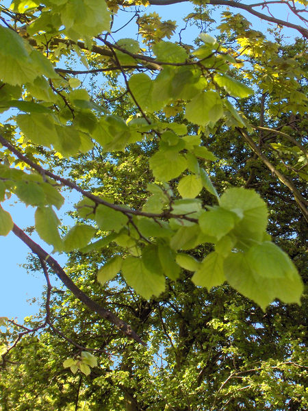 Soubor:Tilia platyphyllos(02).jpg