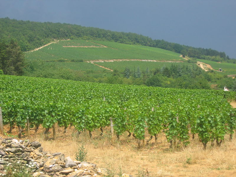 Soubor:Vineyards Fixin2.jpg