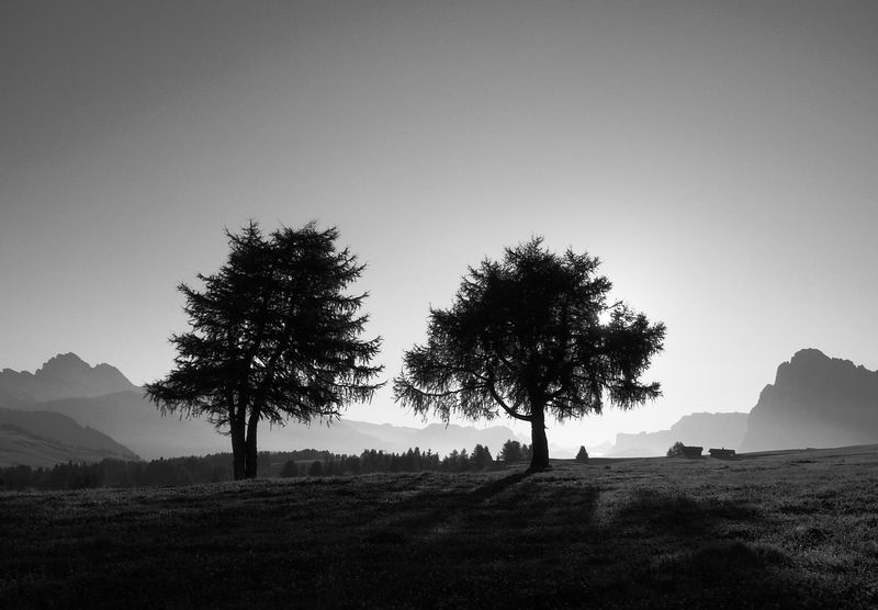 Soubor:Alberi AlpediSiusi.JPG