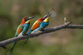 Pair of Merops apiaster feeding.jpg