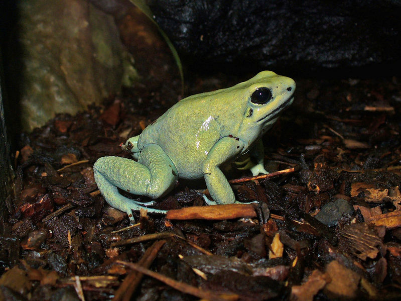 Soubor:Phyllobates terribilis 01.JPG