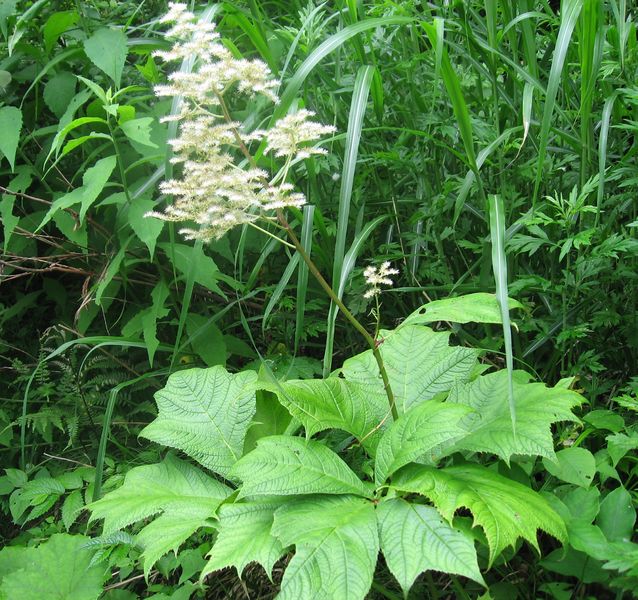 Soubor:Rodgersia podophylla.JPG