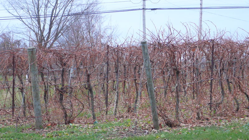 Soubor:Baco Noir vines.jpg