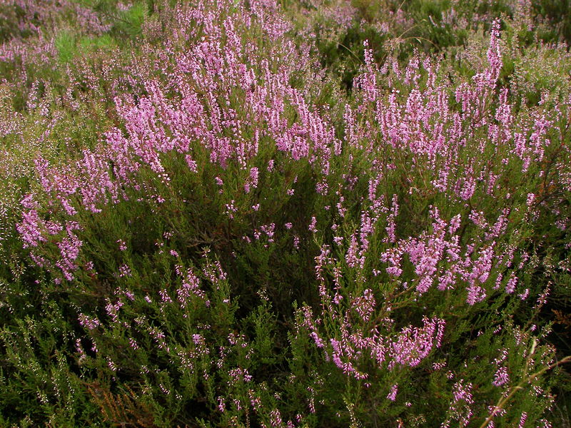 Soubor:Calluna vulgaris 007.jpg