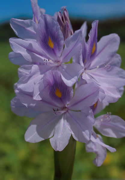 Soubor:Water hyacinth bloom.jpg