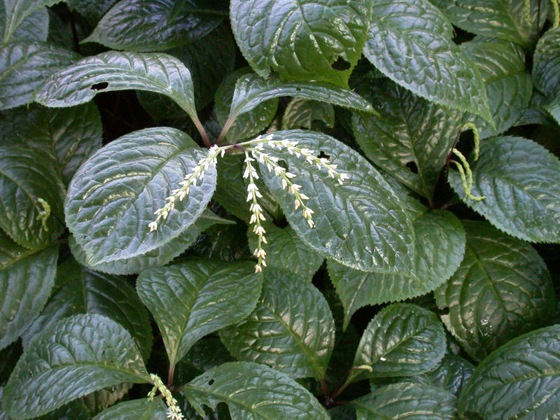 Soubor:Chloranthus oldhami 20070226-1527-40.jpg