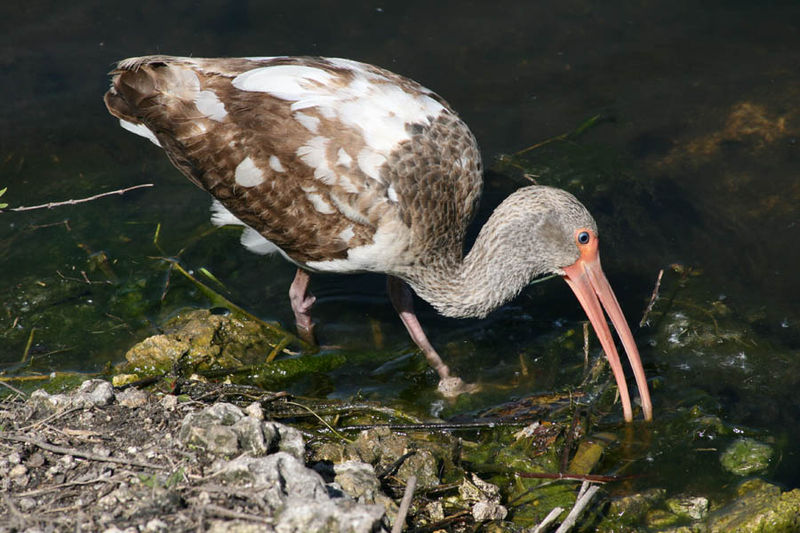 Soubor:Juvenile American White Ibis.jpg