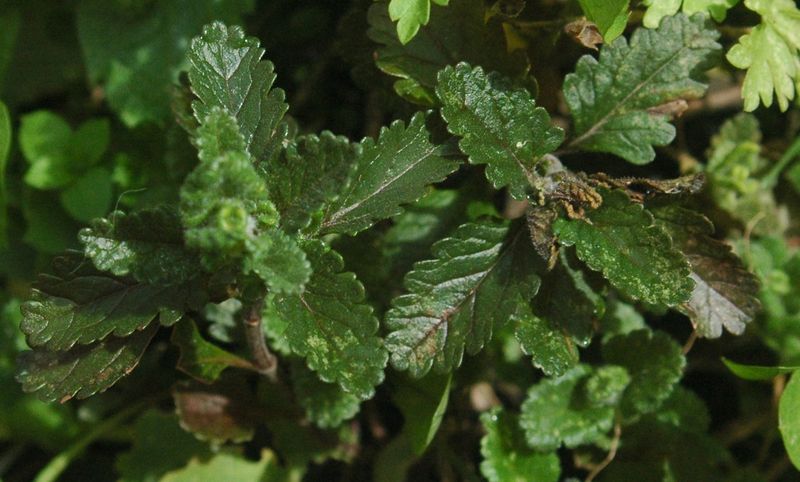 Soubor:Teucrium chamaedris.jpg