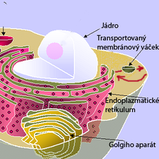 Vezikulární transport.png