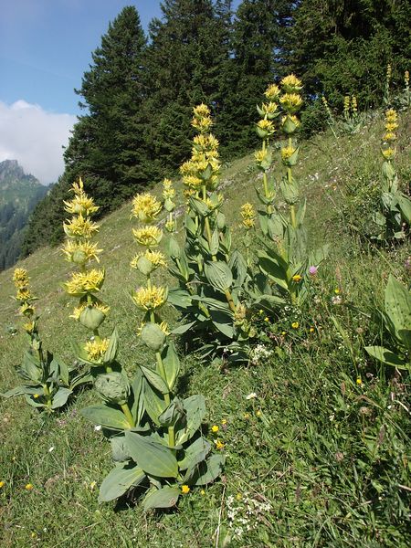 Soubor:Gentiana lutea 090705.jpg