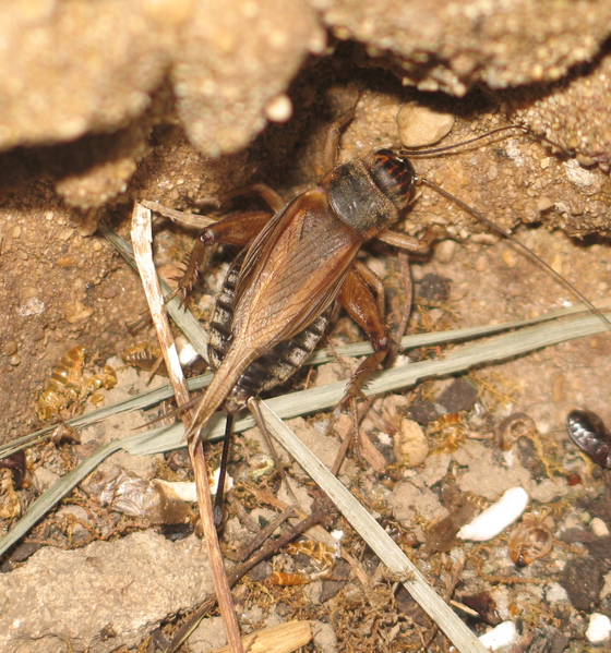 Soubor:Acheta domestica femelle.png