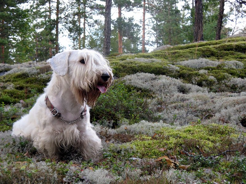 Soubor:Sealyham terrier.JPG