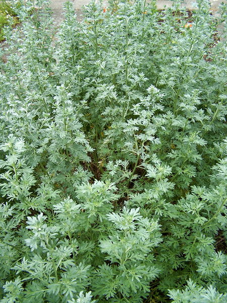 Soubor:Artemisia absinthium 001.jpg