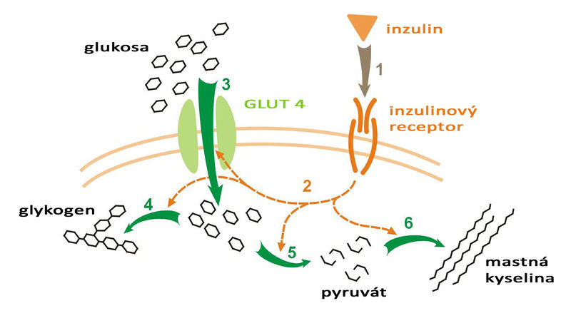 Soubor:Metabolismus inzulin-glukosa.jpg