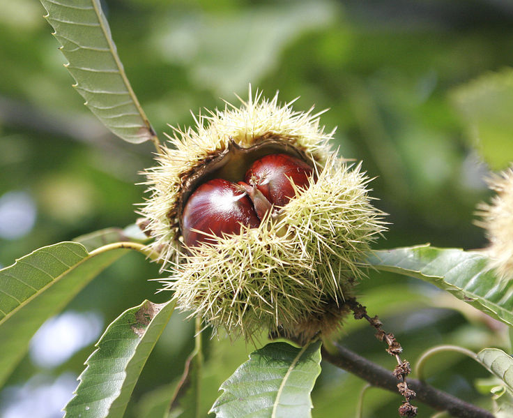 Soubor:Chestnuts.jpg