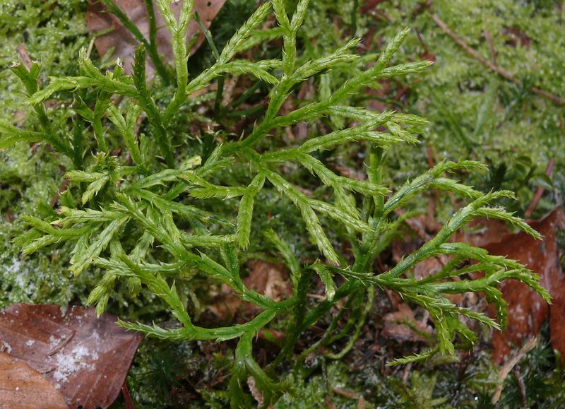 Soubor:Diphasiastrum complanatum 151207c.jpg