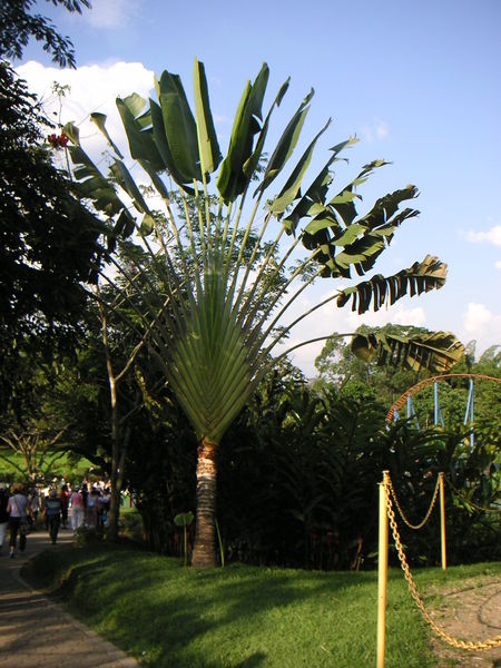 Soubor:Ravenala madagascariensis 1.jpg