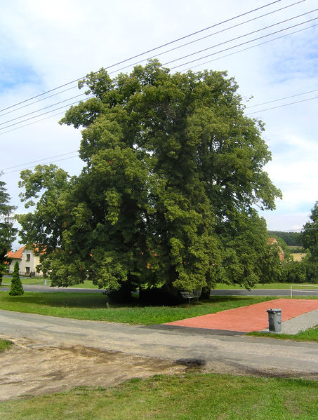 Soubor:Polní Chrčice, Lime Tree.jpg