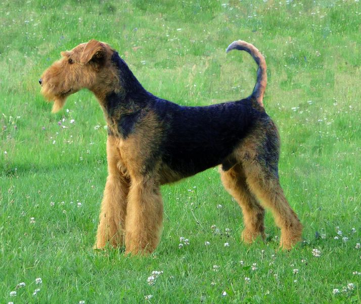 Soubor:Airedale-terrier-charles14m.jpg