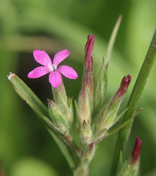 Soubor:Dianthus armeria 060805.jpg