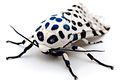 LeopardMothBlueSpots edit2.jpg