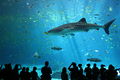 Male whale shark at Georgia Aquarium.jpg