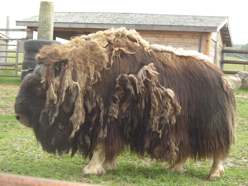 Soubor:Musk ox .jpg