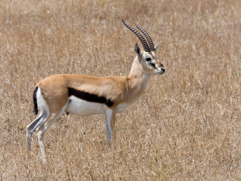 Soubor:Serengeti Thomson-Gazelle1.jpg