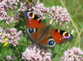 (European) Peacock butterfly - geograph.org.uk - 908556.jpg