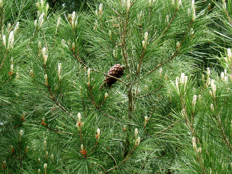 Soubor:Pinus halepensis foliage.jpg