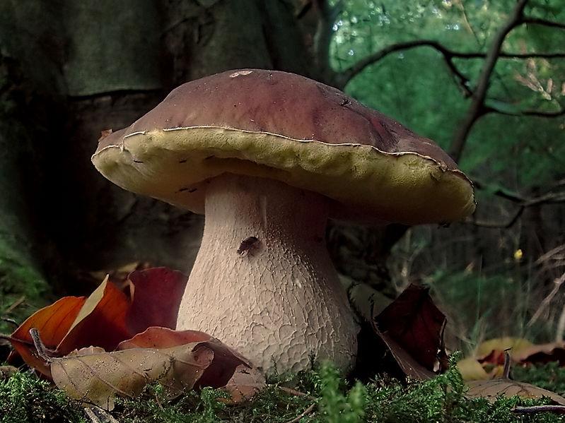 Soubor:Boletus edulis (Tillegem).jpg