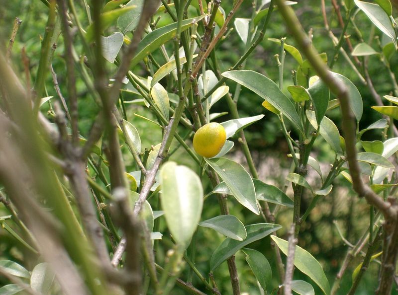 Soubor:Citrus japonica2.jpg