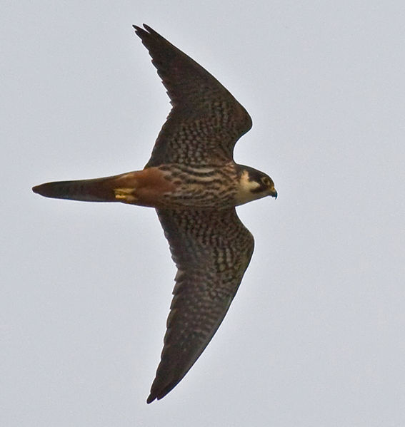 Soubor:Falco subbuteo flying.jpg