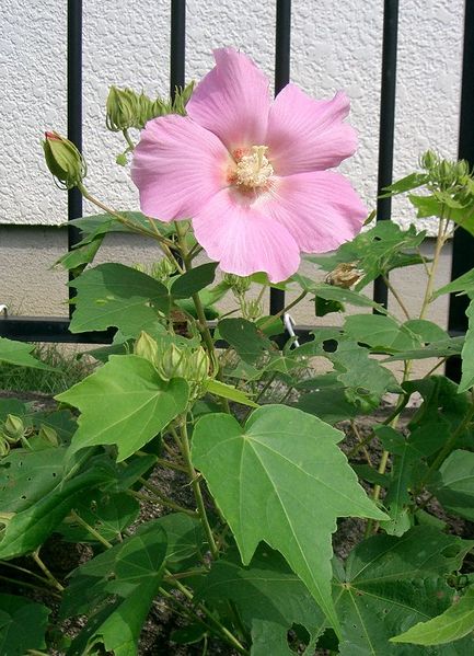 Soubor:Hibiscus mutabilis1.jpg