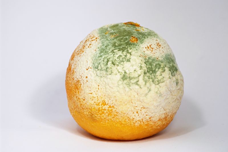 Soubor:Mouldy Clementine.jpg