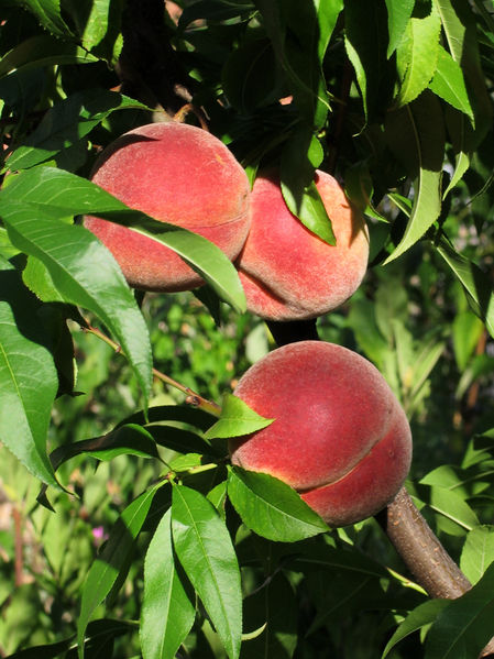 Soubor:Vineyard peaches de.jpg