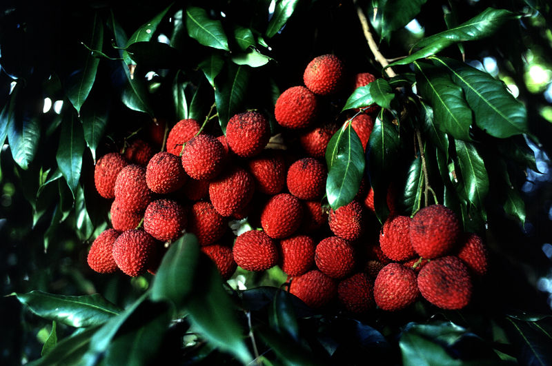 Soubor:Lychee.jpg