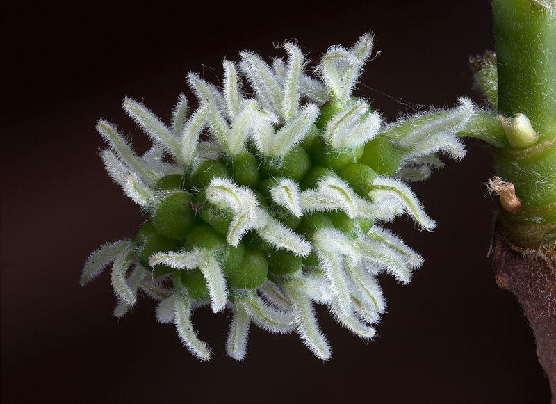 Soubor:Black Mulberry Female Flowers.jpg