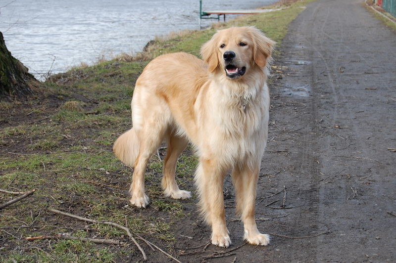 Soubor:Blond Hovawart female (10months).JPG