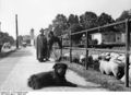 Bundesarchiv B 145 Bild-F003816-0004, Bonn, Koblenzer Straße, Schafherde.jpg