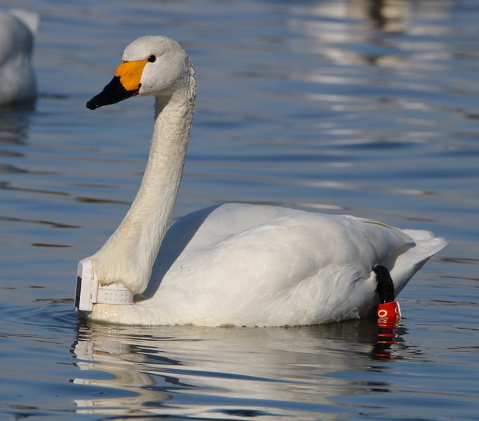 Soubor:Cygnus columbianus bewickii (with GPS).jpg