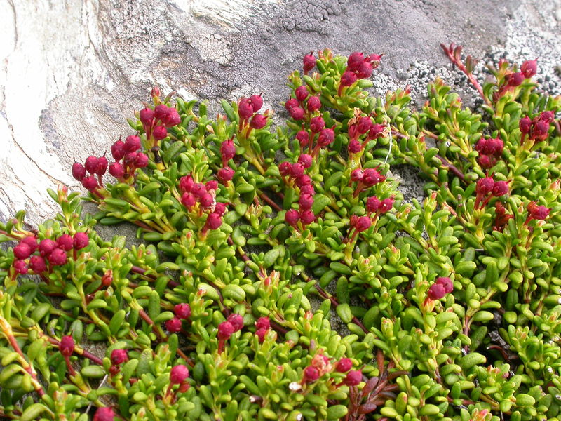 Soubor:Loiseleuria procumbens.JPG