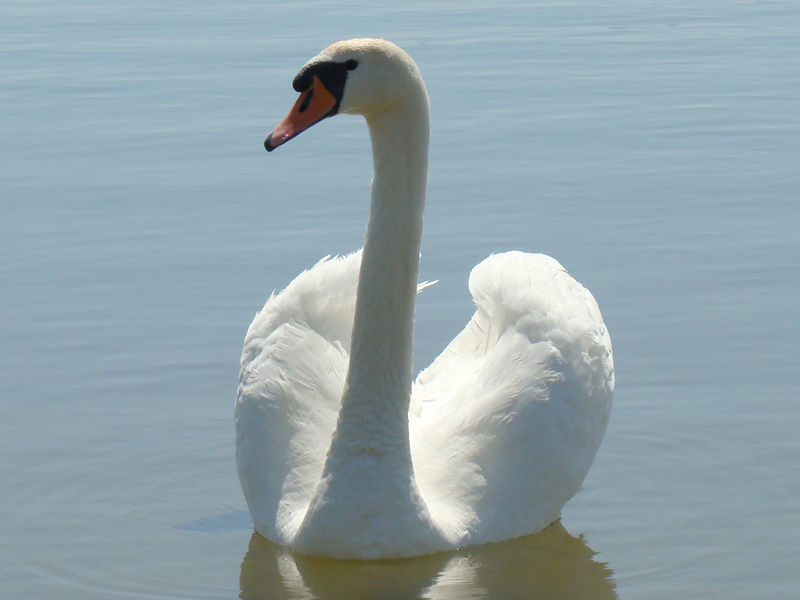 Soubor:Mute Swan-Mindaugas Urbonas.jpg