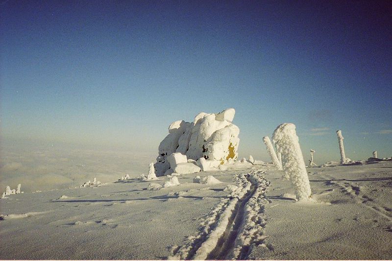 Soubor:Slonecznik styczen 2005.jpg